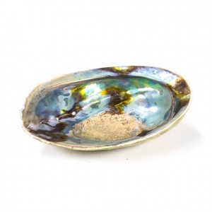 Schelp Abalone, Haliotis Iris, regenboog (Paua)