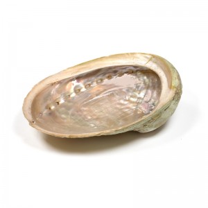 Abalone smudge schelp, Haliotis diversicolor, parelmoer, maat S, M of L